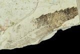 Fossil Balloon Vine And Willow Leaf - Green River Formation #109660-3